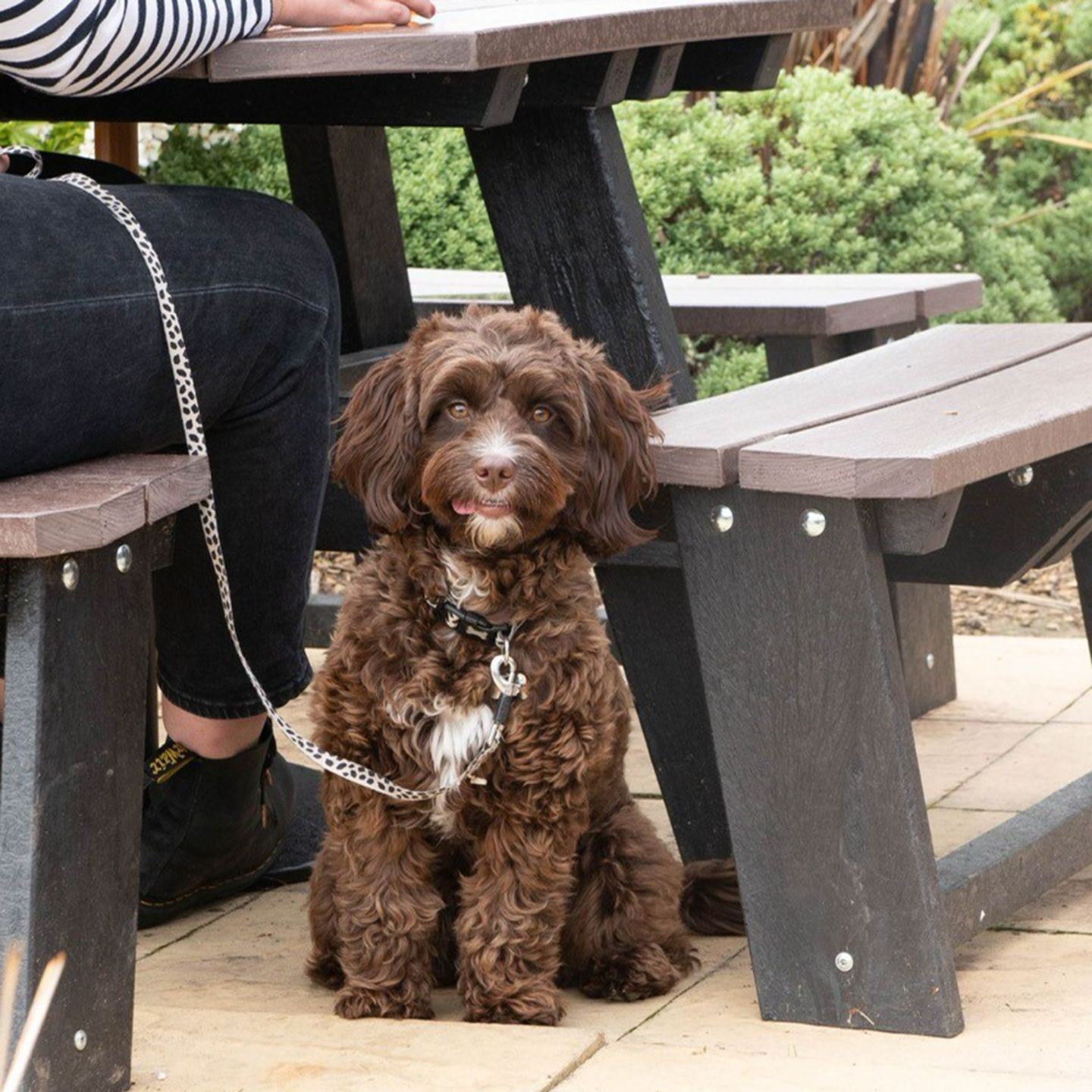 Your local dog friendly pub in Scholes, Leeds